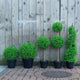 Artificial 3ft Double Boxwood Ball Tree - Closer2Nature