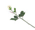 Artificial 60cm Single Stem Closed Bud Cream Rose