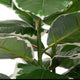 Artificial 2ft 9" Rubber Plant - Closer2Nature
