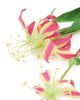 Artificial 102cm Single Stem Pink Flame Lily - Closer2Nature