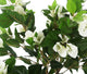Artificial 3ft 2″ White Bougainvillea Tree - Closer2Nature
