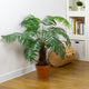 Artificial 3ft 6" Kentia Palm Tree - Closer2Nature