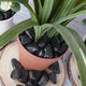 Natural Indoor/Outdoor Decorative Black Polished River Stones 1-4kg - Closer2Nature
