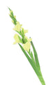 Artificial 118cm Single Stem Green Gladiolus
