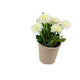 Artificial 18cm White Chrysanthemum Plant with Gift Box - Closer2Nature
