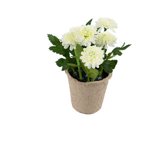 Artificial 18cm White Chrysanthemum Plant with Gift Box - Closer2Nature