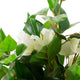 Artificial White Bougainvillea Plant Closer2Nature