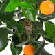 Artificial Mini Orange Tree Closer2Nature