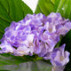 Artificial Light Purple Hydrangea Tree Closer2Nature