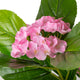 Artificial Pink Hydrangea Tree Closer2Nature