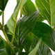 Artificial White Hydrangea Tree Closer2Nature