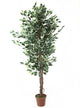 Artificial 6ft Variegated Weeping Fig Tree - Closer2Nature