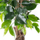 Artificial 6ft Weeping Fig Tree with Twisted Stem Closer2Nature