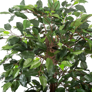 Artificial 4ft Weeping Fig Tree with Twisted Stem Closer2Nature