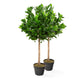 Artificial Bay Tree Pairs - Closer2Nature