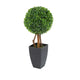 Artificial 2ft Boxwood Tree Ball Topiary - Closer2Nature