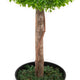 Artificial 2ft Boxwood Ball Tree - Closer2Nature