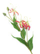 Artificial 102cm Single Stem Pink Flame Lily - Closer2Nature