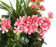 Artificial Pink Geranium Display in a 12″ Round Willow Hanging Basket - Closer2Nature
