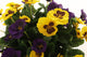 Artificial 37cm Yellow and Purple Pansy Display in a 13.5cm White Round Pot - Closer2Nature