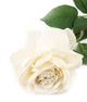 Artificial 92cm Single Stem Fully Open Ivory Rose - Closer2Nature