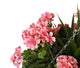 Artificial Pink Geranium Display in a 12″ Cone Willow Hanging Basket - Closer2Nature
