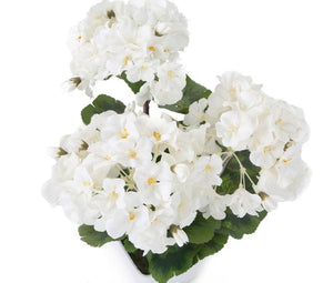 Artificial 1ft 2" White Zonal Geranium Plant - Closer2Nature