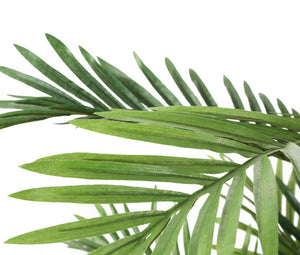 Artificial 2ft 6" Kentia Palm Tree - Closer2Nature
