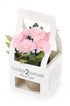 Artificial 18cm Pink Chrysanthemum Plant with Gift Box
