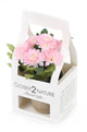 Artificial 18cm Pink Chrysanthemum Plant with Gift Box - Closer2Nature
