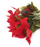 Artificial 33cm Red Poinsettia Plug Plant - Closer2Nature