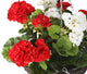 Artificial Red and White Geranium Display in a 10″ Round Willow Hanging Basket - Closer2Nature