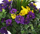 Artificial Purple and Yellow Pansy Display in a 14″ Round Willow Hanging Basket - Closer2Nature
