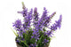 Artificial 18cm Purple Bellflower Plant with Gift Box - Closer2Nature