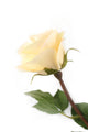Artificial 72cm Single Stem Fully Open Pale Yellow Rose - Closer2Nature
