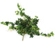 Artificial 57cm Green Ivy Plug Plant - Closer2Nature