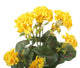 Artificial 38cm Yellow Zonal Geranium Plug Plant - Closer2Nature