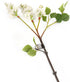Artificial 76cm Single Stem White Lilac Blossom