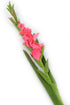 Artificial 118cm Single Stem Pink Gladiolus