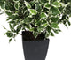 Artificial 2ft Variegated Weeping Fig Tree - Closer2Nature