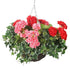 Artificial Pink and Red Geranium Display in a 10" Round Willow Hanging Basket