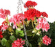 Artificial Red and Pink Azalea and Geranium Display in a 14″ Round Willow Hanging Basket - Closer2Nature