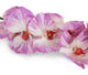 Artificial 109cm Single Stem Lilac Phalaenopsis Orchid - Closer2Nature