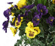Artificial Purple and Yellow Pansy Display in a 12″ Round Willow Hanging Basket - Closer2Nature