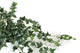 Artificial 57cm Variegated Ivy Plug Plant - Closer2Nature