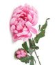 Artificial 55cm Single Stem Pink Chrysanthemum - Closer2Nature