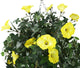 Artificial Yellow Morning Glory Display in a 10″ Round Willow Hanging Basket - Closer2Nature