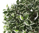 Artificial 3ft 5″ Variegated Weeping Fig Tree - Closer2Nature