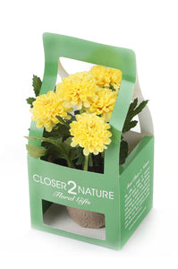 Artificial 18cm Mixed Chrysanthemum Plants with Gift Box Collection - Closer2Nature