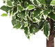 Artificial 3ft 5″ Variegated Weeping Fig Tree - Closer2Nature